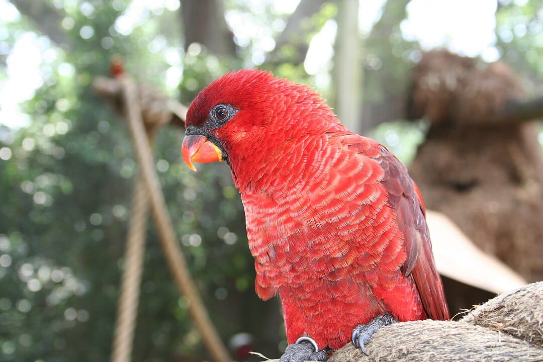 Kardinális lóri (Pseudeos cardinalis)