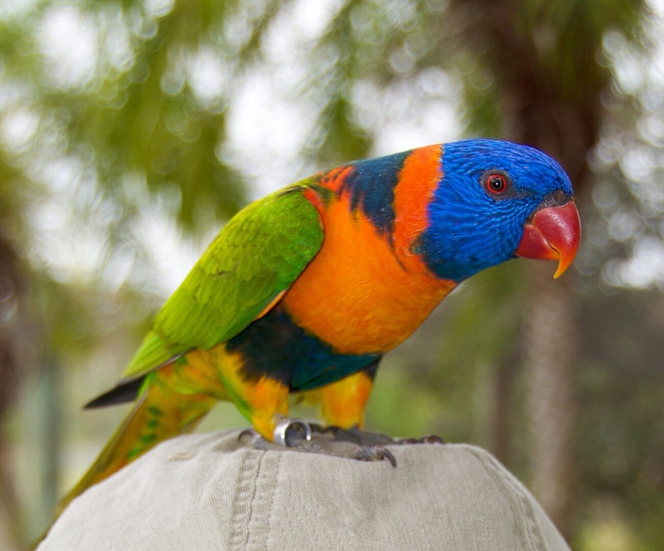 Pirosörvös szivárványlóri (Trichoglossus rubritorquis)