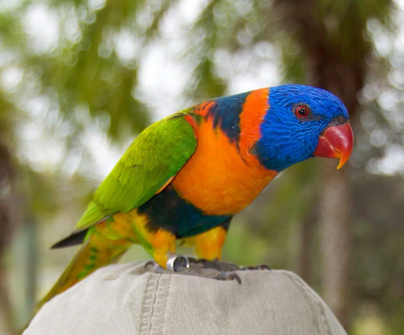 Pirosörvös szivárványlóri (Trichoglossus rubritorquis)