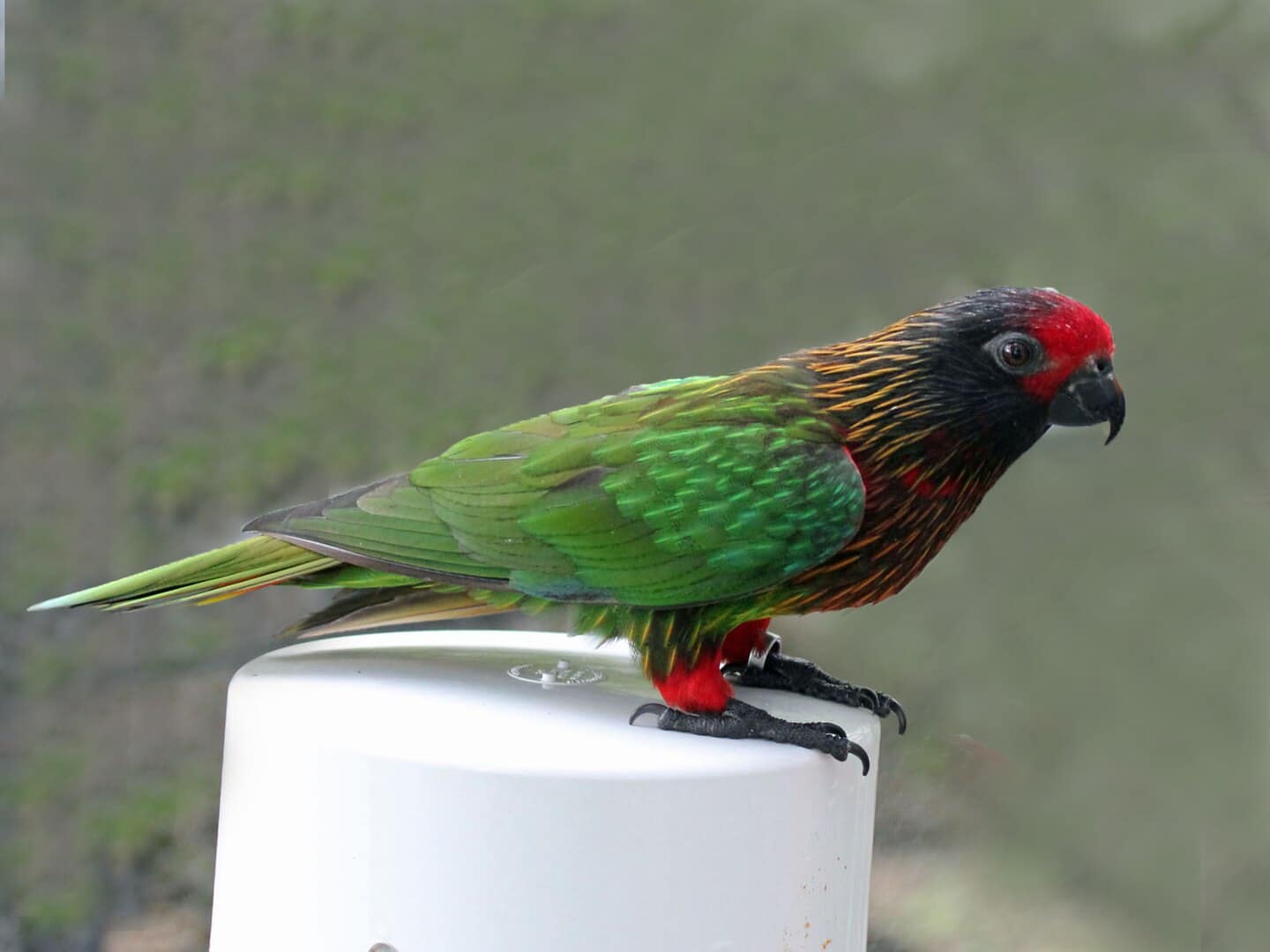 Csillámló lóri (Chalcopsitta scintillata)