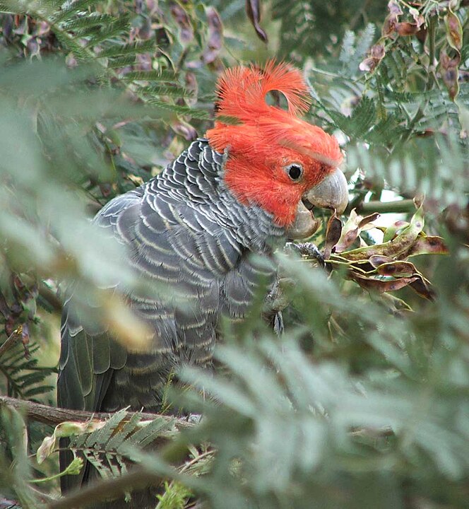 Sisakos kakadu (Callocephalon fimbriatum)