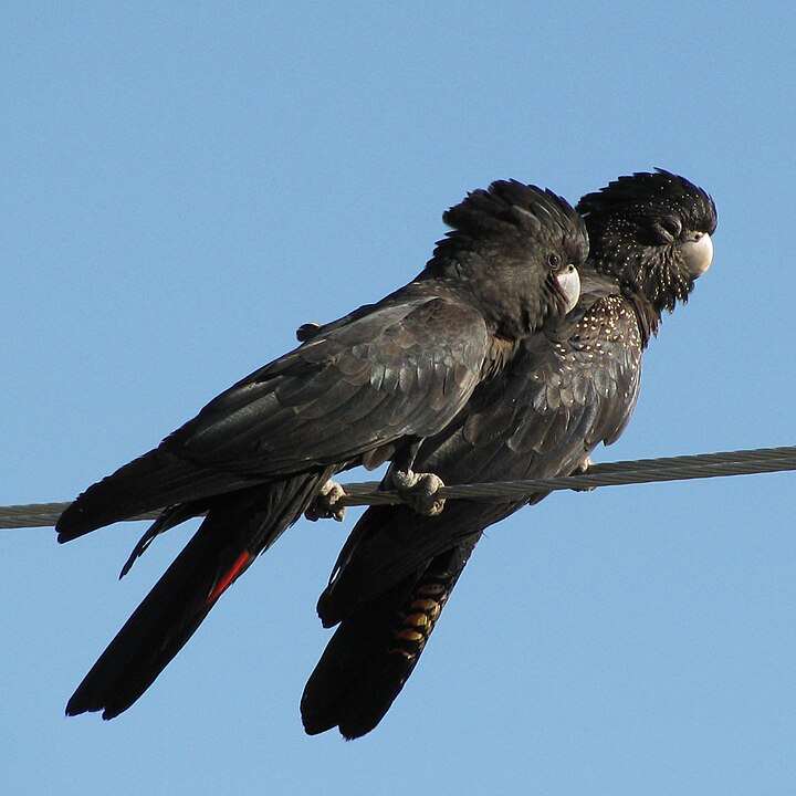 Hollókakadu (Calyptorhynchus)
