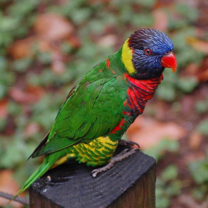 Bíborhasú szivárványlóri (Trichoglossus haematodus)