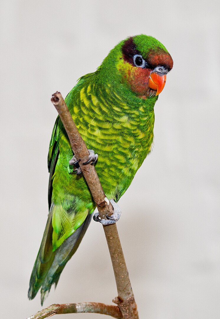 Mindanaói lóri (Saudareos johnstoniae)