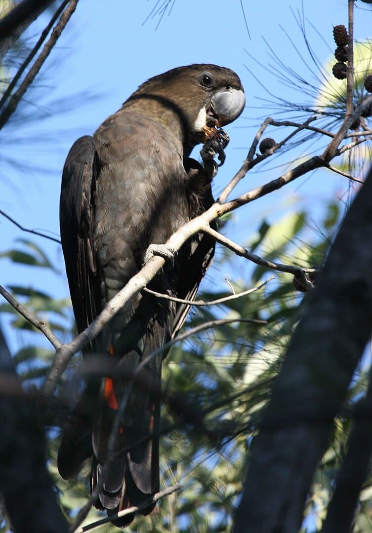 Barnafejű hollókakadu (Calyptorhynchus lathami)