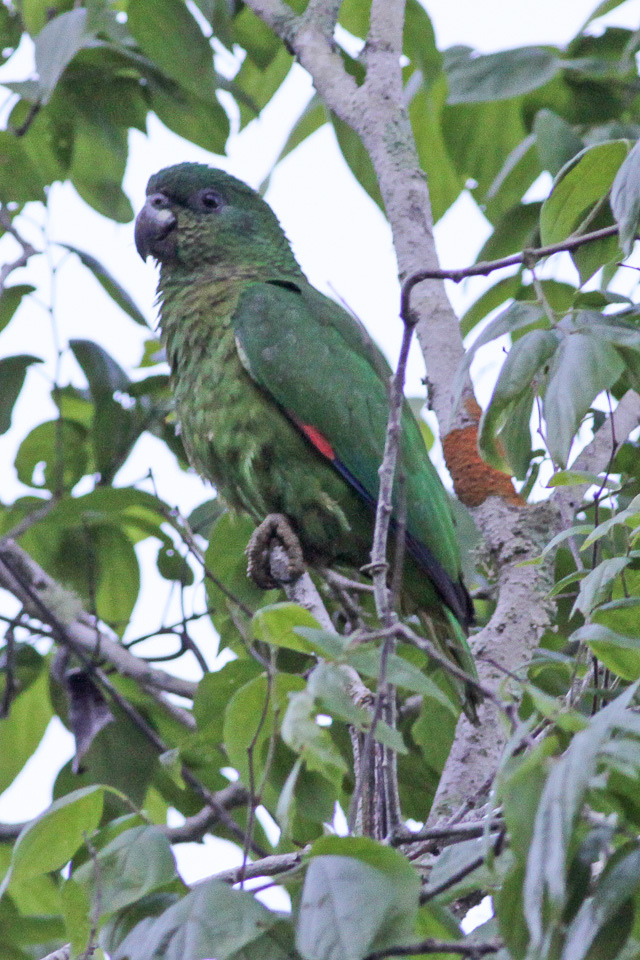 Feketecsőrű amazon (Amazona agilis) Feketecsőrű amazon (Amazona agilis)