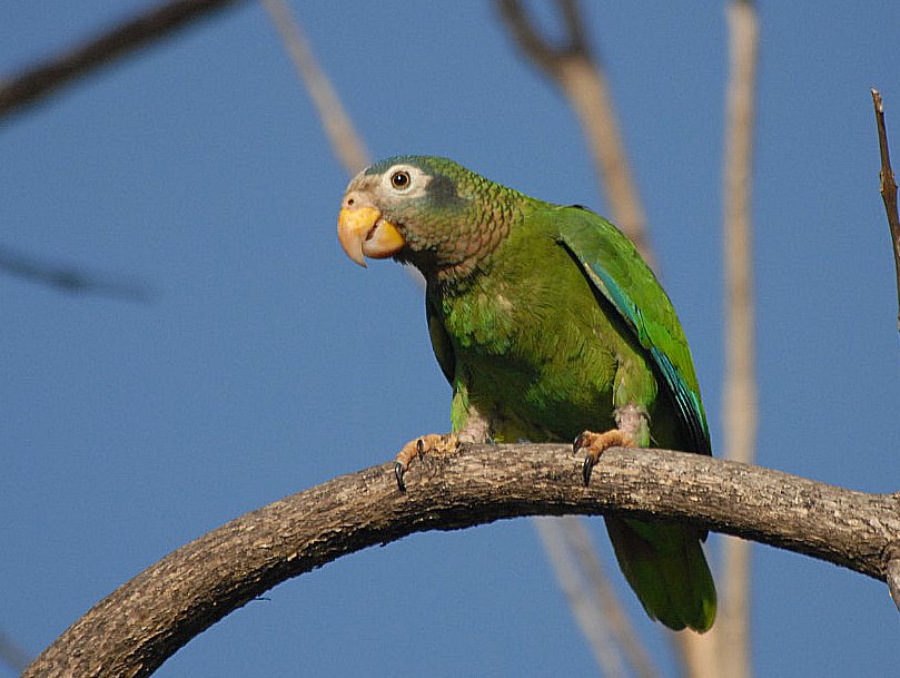 Jamaikai amazon