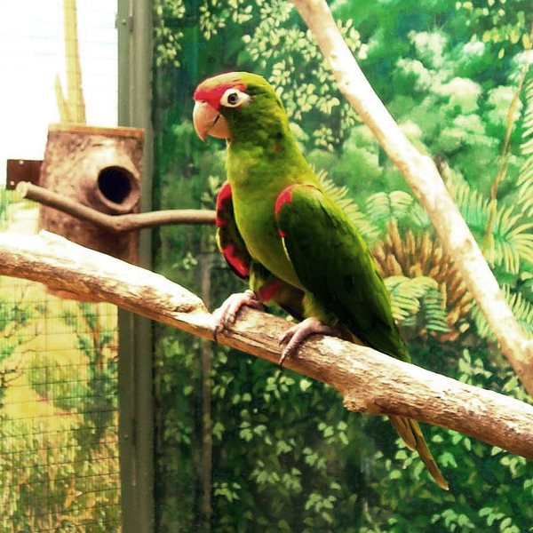 Piroshomlokú aratinga