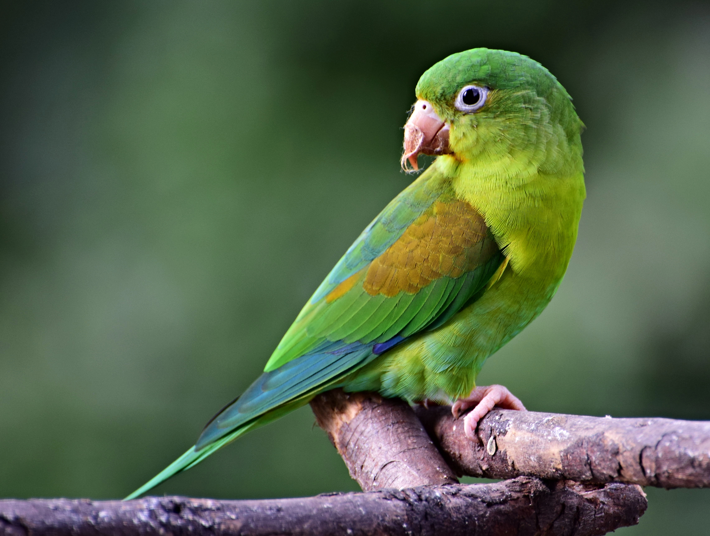 Készítette: Alejandro Bayer Tamayo from Armenia, Colombia - Brotogeris jugularis (Perico broncíneo), CC BY-SA 2.0, https://commons.wikimedia.org/w/index.php?curid=63378850