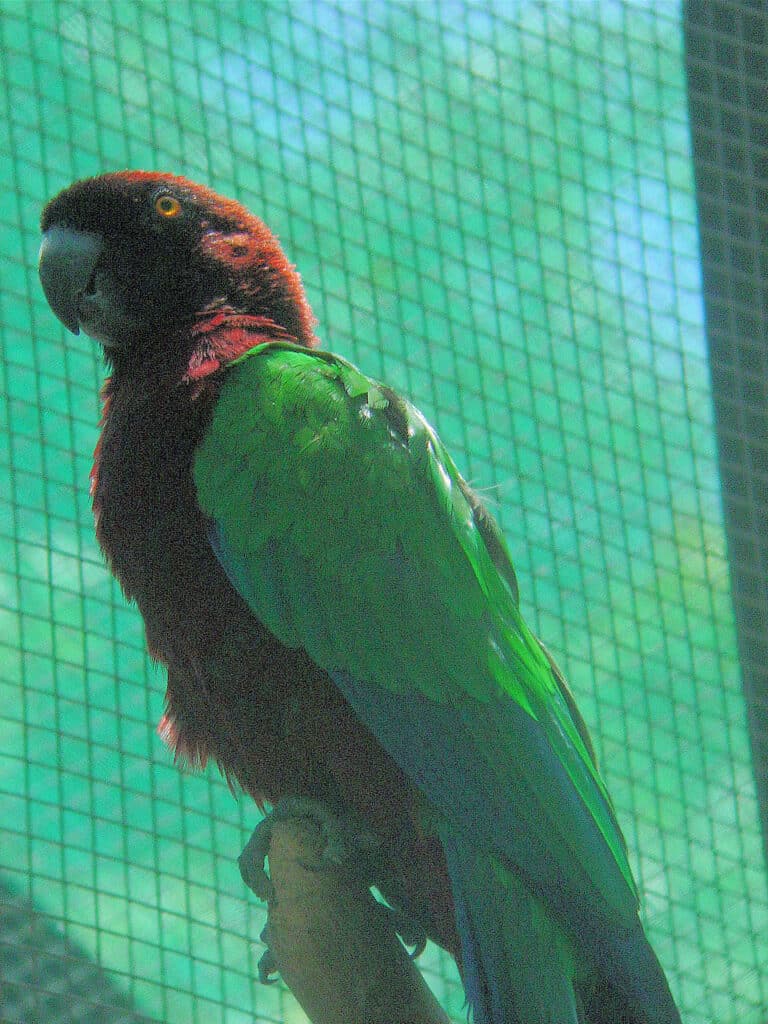 Pompás álarcospapagáj korábban fénylő pézsmapapagáj (Prosopeia splendens)