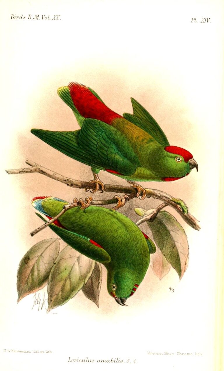 Malukui denevérpapagáj (Loriculus amabilis)
