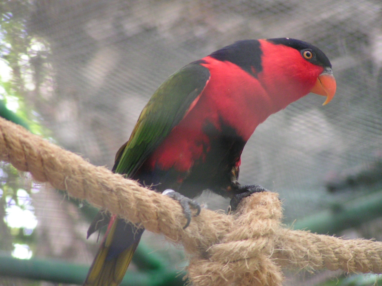 Asszonylóri (Lorius lory) Asszonylóri (Lorius lory)