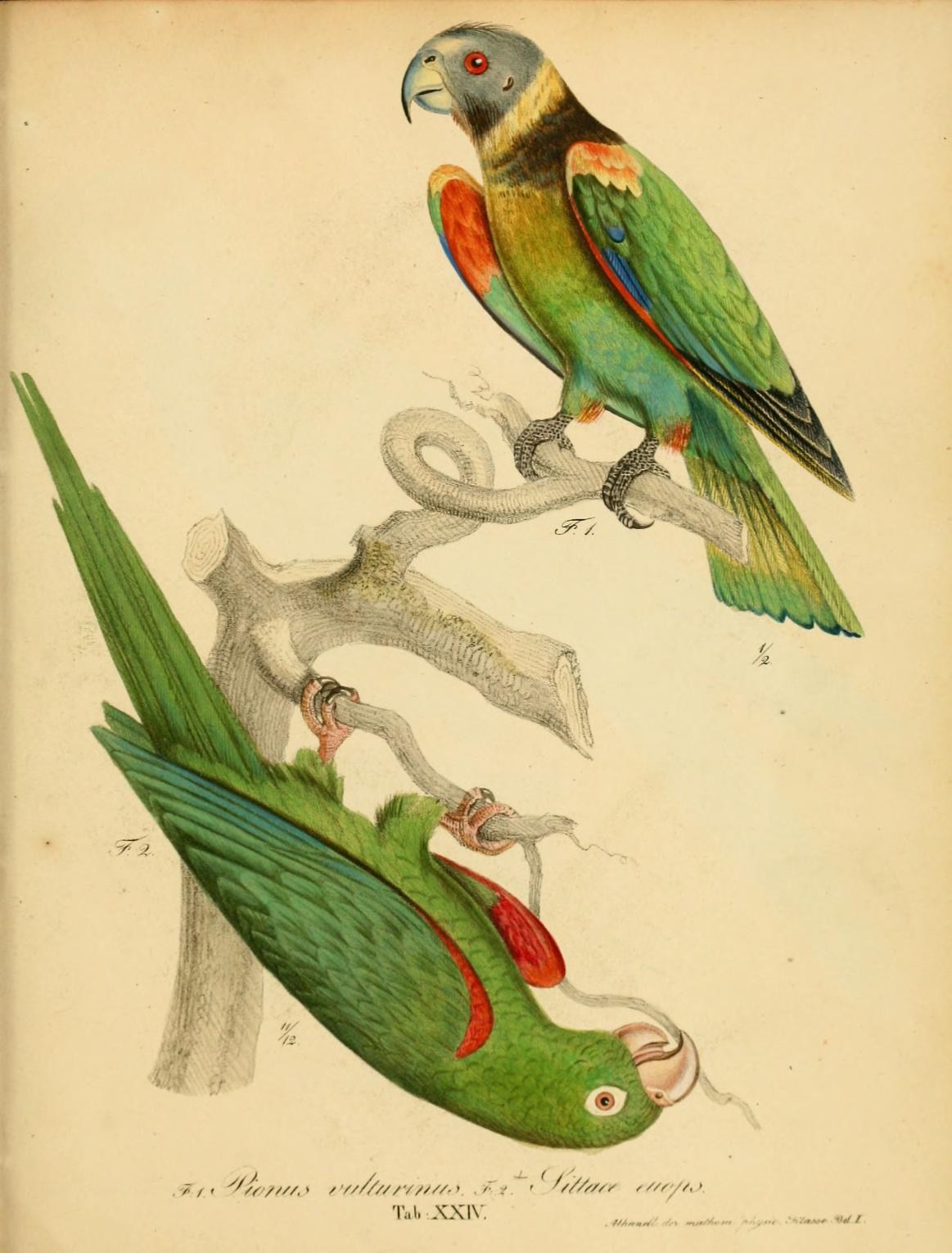 Készítette: Wagler, Johann Georg - https://www.flickr.com/photos/biodivlibrary/8122280853, Közkincs, https://commons.wikimedia.org/w/index.php?curid=43013147