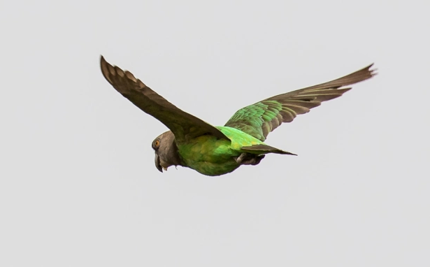 Niam Niam Parrot flying