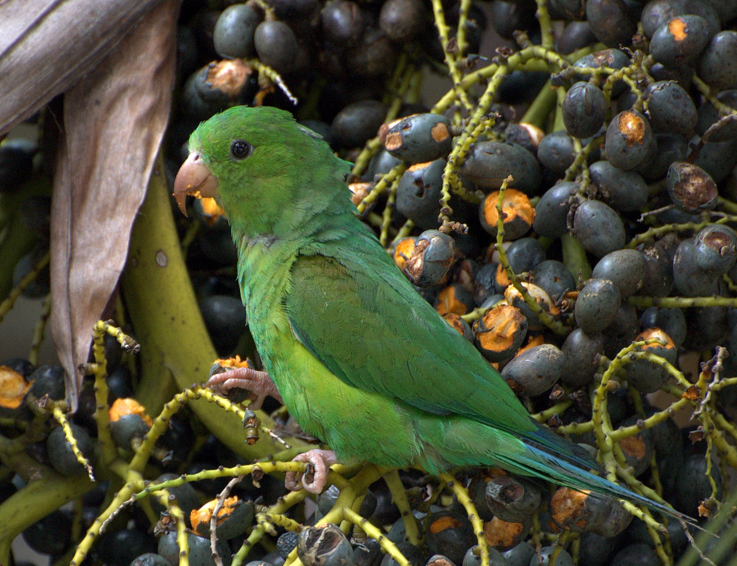 Készítette: Dario Sanches - originally posted to Flickr as PERIQUITO-RICO ( Brotogeris tirica), CC BY-SA 2.0, https://commons.wikimedia.org/w/index.php?curid=3837825