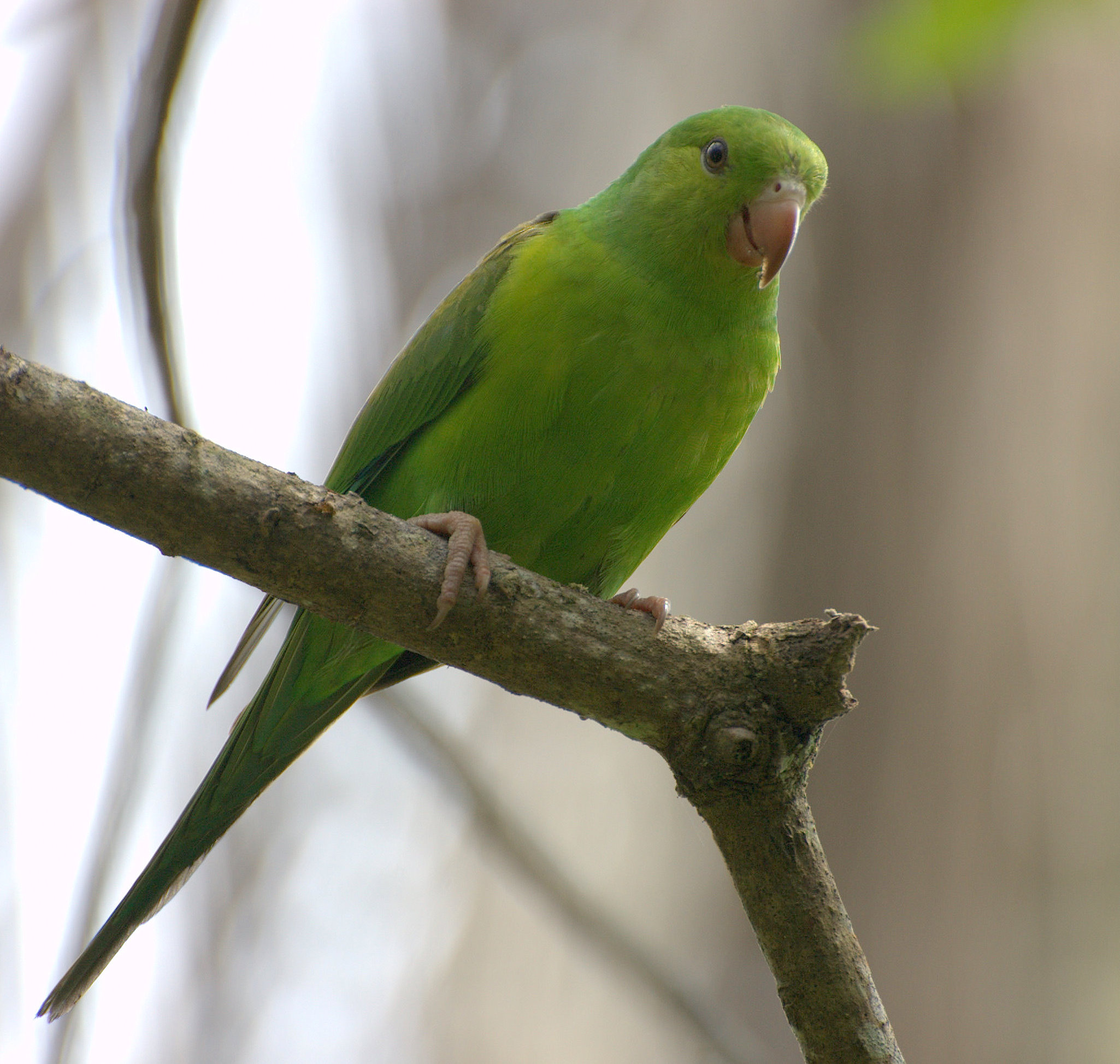 Készítette: Dario Sanches - originally posted to Flickr as PERIQUITO-RICO ( Brotogeris tirica), CC BY-SA 2.0, https://commons.wikimedia.org/w/index.php?curid=3837856