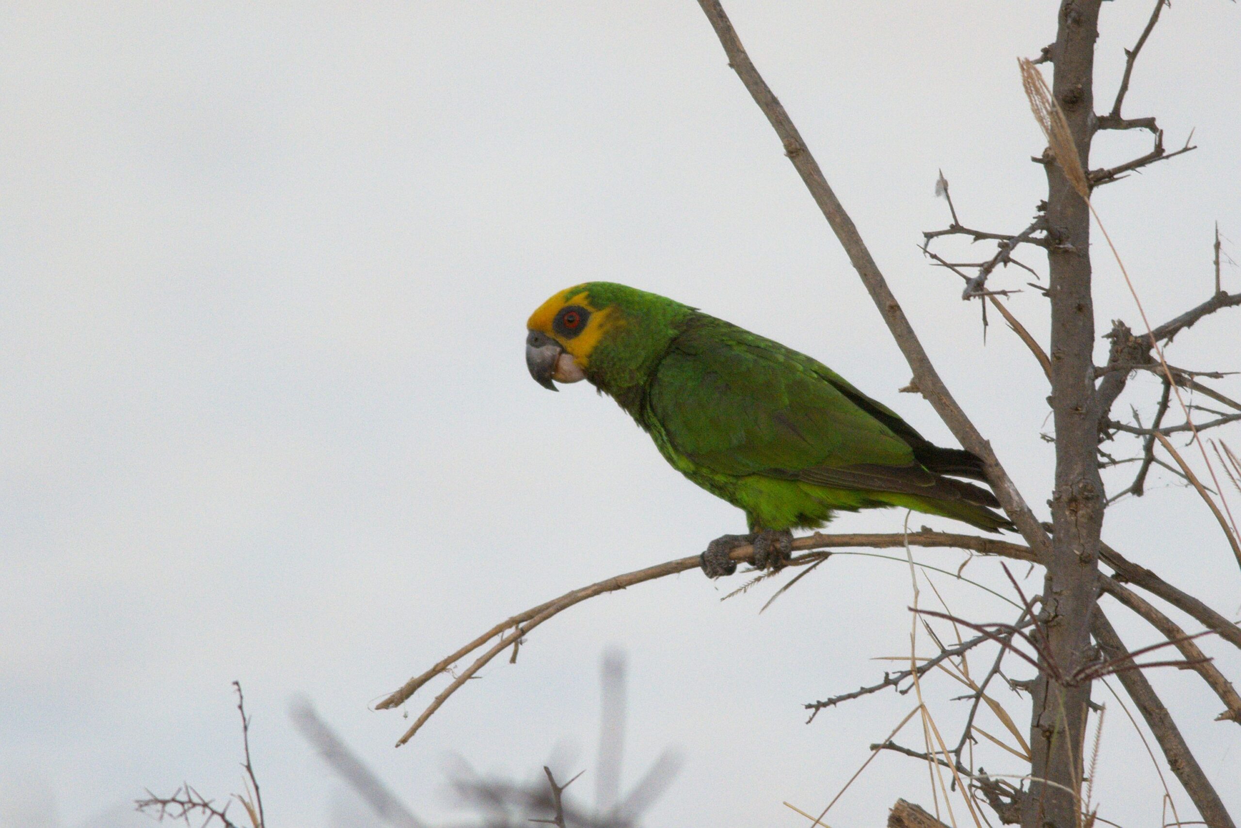 Poicephalus flavifrons near Bishangari Lodge Ethiopia 8 scaled