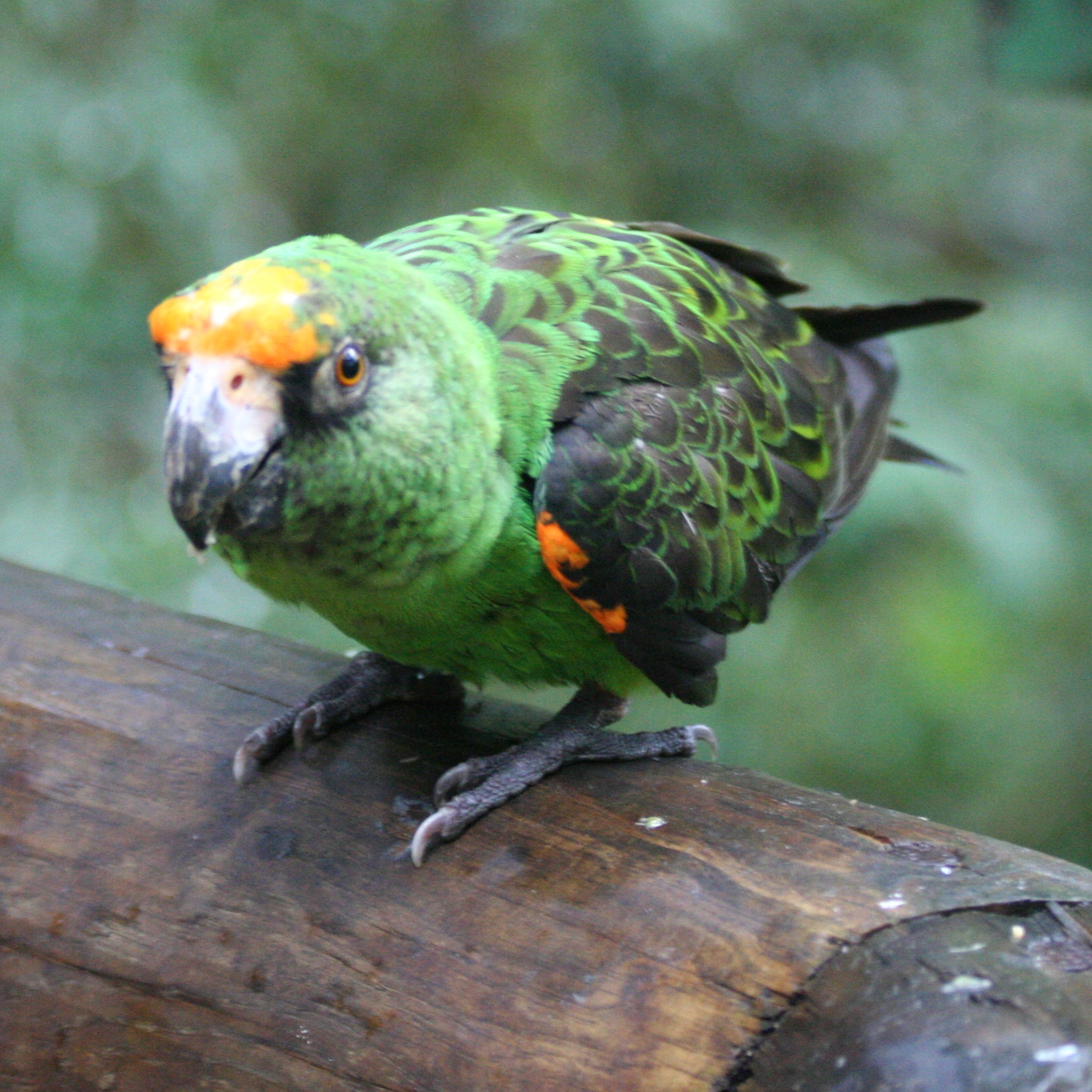 Poicephalus gulielmi Birds of Eden South Africa 8a 3c