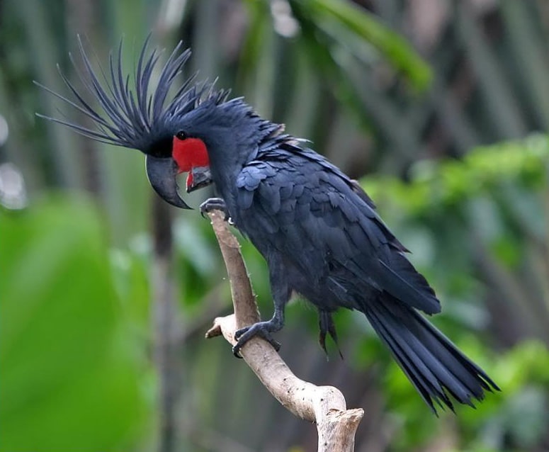 Pálmakakadu (Probosciger aterrimus)
