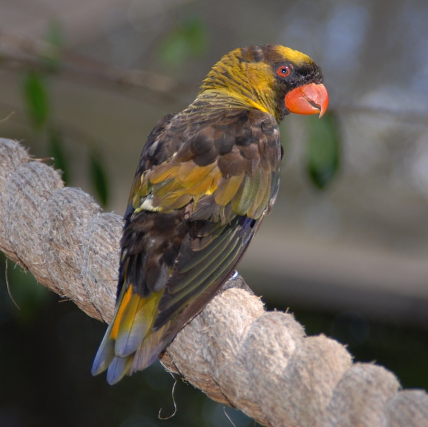 Fehérderekú lóri (Pseudeos fuscata)