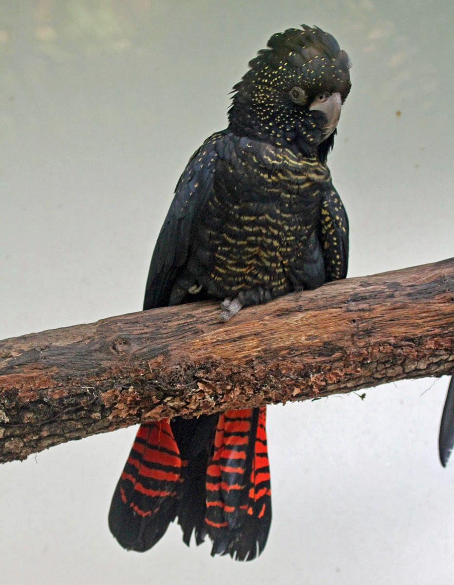 Pirosfarkú hollókakadu (Calyptorhynchus banksii)