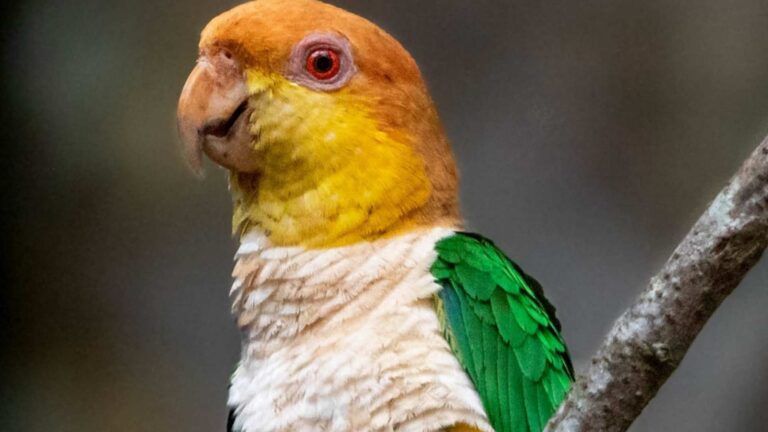 Rozsdássapkás papagáj (Pionites leucogaster)