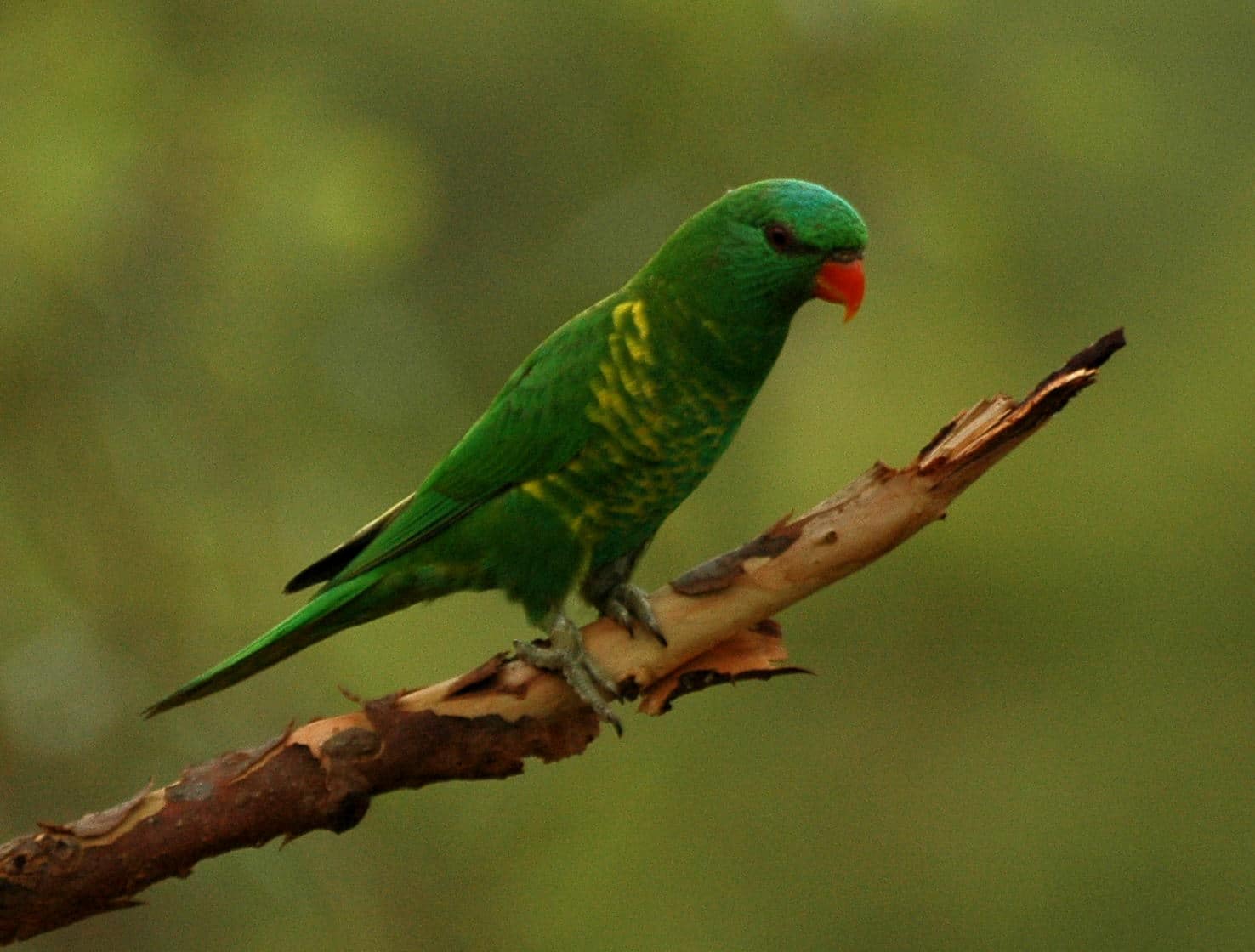 Pikkelyesbegyű szivárványlóri (Trichoglossus chlorolepidotus)