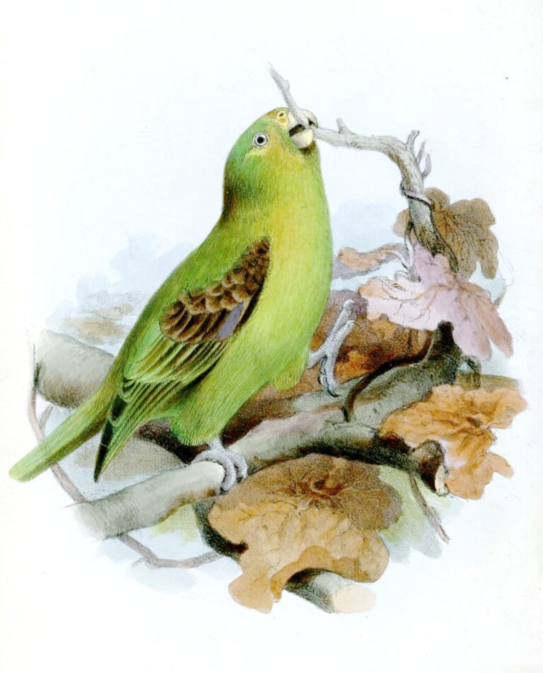 Készítette: Joseph Wolf - Proceedings of the Zoological Society of London 1862 (web), Közkincs, https://commons.wikimedia.org/w/index.php?curid=15285689