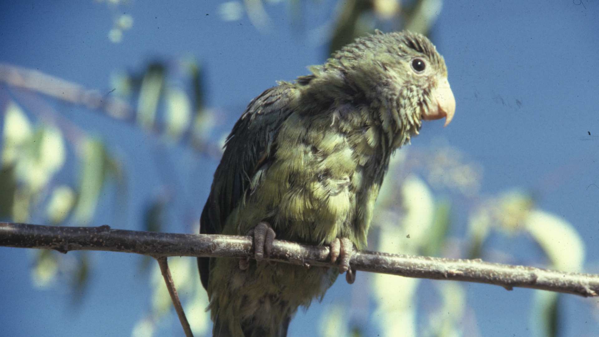 Violaszarnyu papagaj