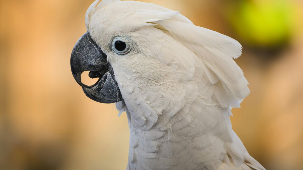 Kakadu (Cacatua) 2 Egy fehér kakadu profilból, kék szemekkel és jellegzetes csőrrel.