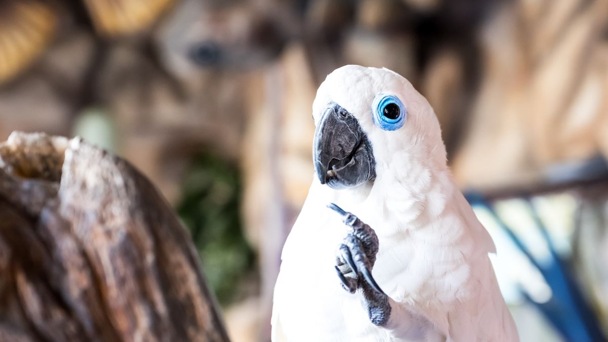 Kakadu (Cacatua) 5 Egy fehér kakadu, kék szemekkel és jellegzetes csőrével, fán ülve.