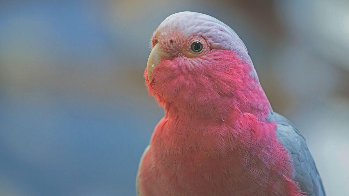 Kakadu (Cacatua) 3 Rózsás kakadu, élénk rózsaszín és szürke tollazattal, közelről.