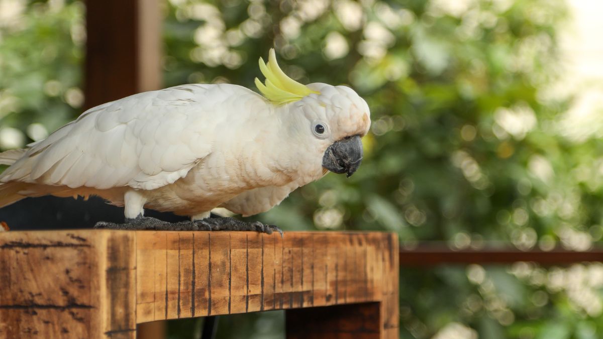 Kakadu (Cacatua) 4 Egy sárgabóbitás kakadu ül egy fából készült asztalon, zöld háttér előtt.