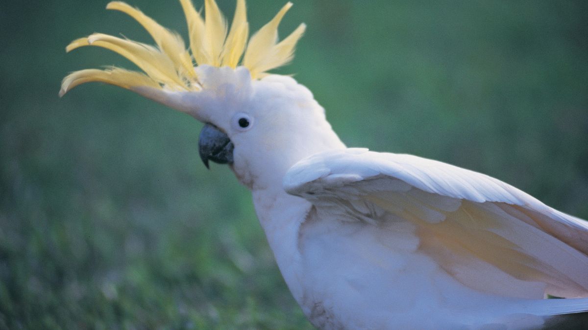 Kakadu (Cacatua) 6 Egy sárgabóbitás kakadu, fehér tollazattal és élénk sárga taréjjal.
