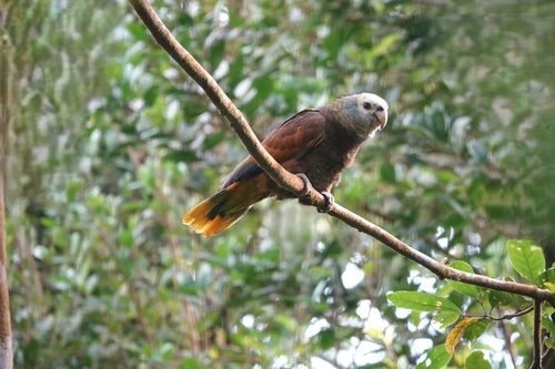 Királyamazon (Amazona guildingii) 1 Királyamazon papagáj ül egy ágon a trópusi esőerdőben.