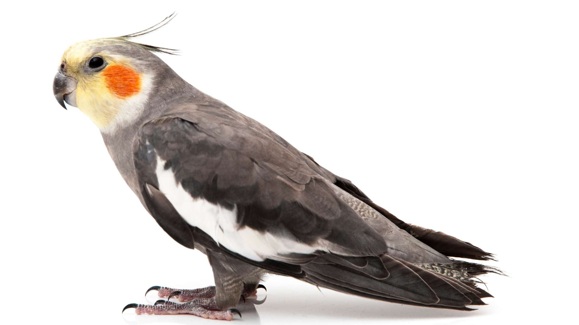 nimfapapagáj