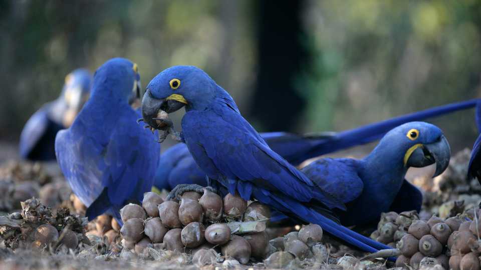 Nagy jácintara (Anodorhynchus hyacinthinus)