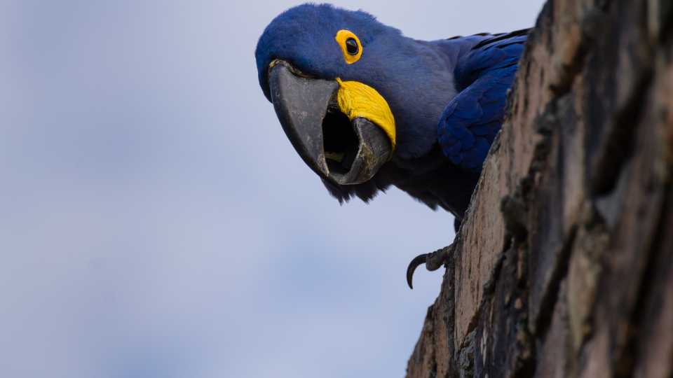 Nagy jácintara (Anodorhynchus hyacinthinus)