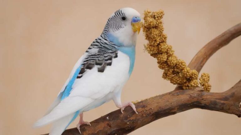hullámos papagáj etetése
