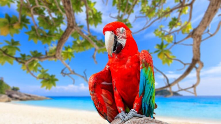 papagáj a hőségben