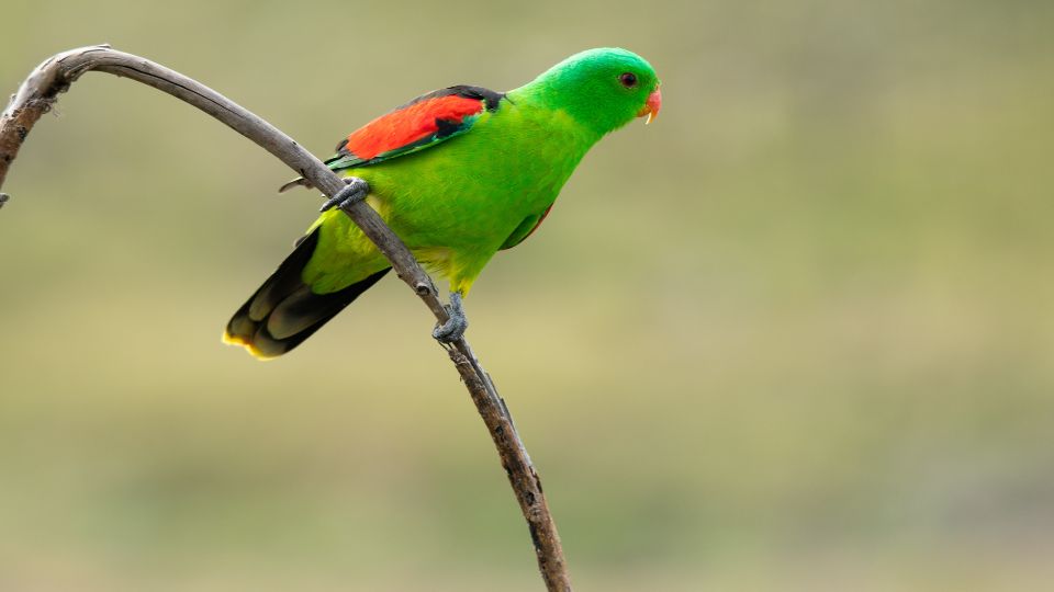 Skarlátszárnyú papagáj (Aprosmictus erythropterus)