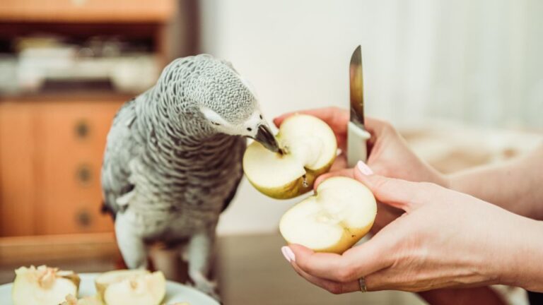 Tiltott zöldségek a papagájok számára
