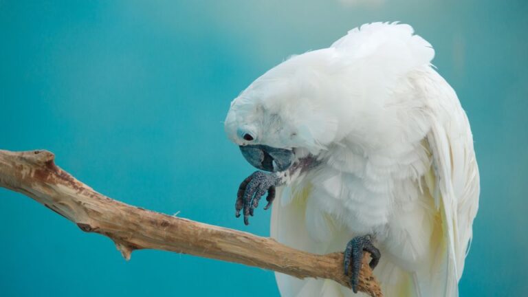 Papagáj lábrühösség: A rejtőzködő ellenség