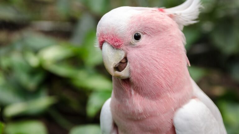 Hogyan alakíts ki olyan napi rutint, ami egyszerre biztonságos, ösztönző és boldogító a papagájod számára?