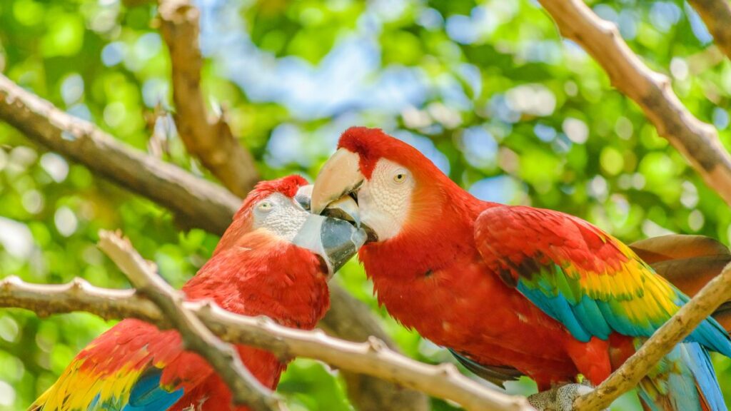 Hogyan fogjuk el a papagájt, ha kiszabadult? 3 Papagajfelek Psittacidae 1 1