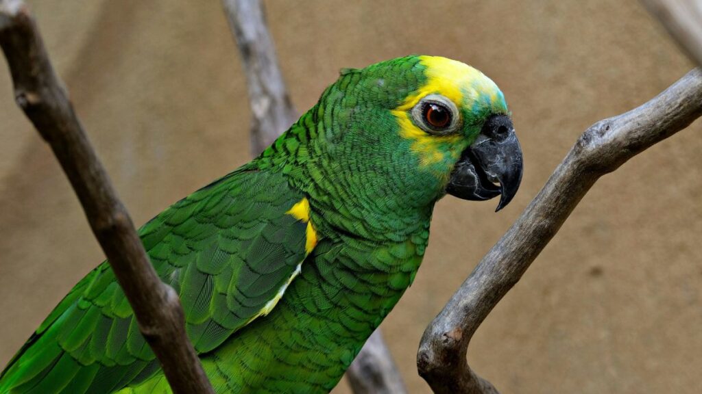 Hogyan fogjuk el a papagájt, ha kiszabadult? 2 Papagajfelek Psittacidae 2 1