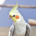 Papagajfelek Psittacidae 4 3