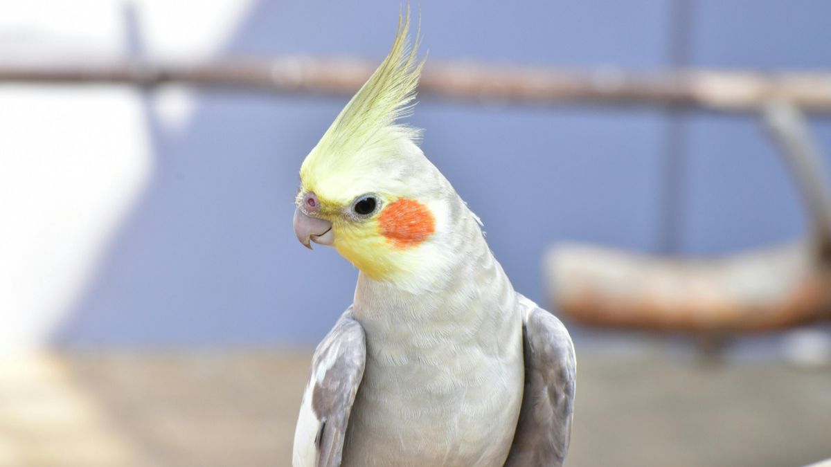 Papagajfelek Psittacidae 4 3