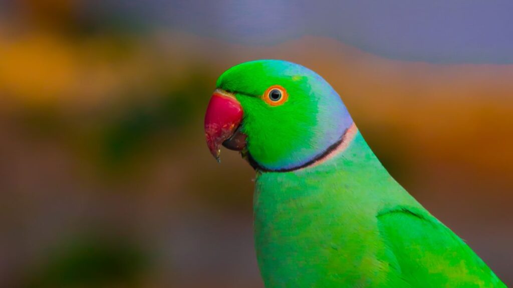 Hogyan fogjuk el a papagájt, ha kiszabadult? 4 Papagajfelek Psittacidae 5 1