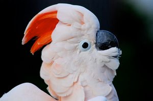 Molukki kakadu közelről, lazacrózsaszín tollazattal és vöröses bóbita.